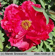 Paeonia ×suffruticosa Taiyo