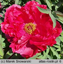 Paeonia suffruticosa Taiyo