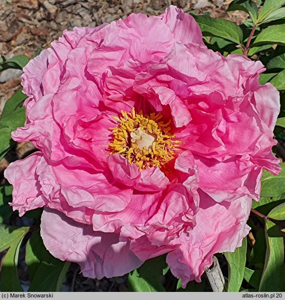 Paeonia suffruticosa Hanakisoi