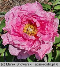 Paeonia ×suffruticosa Hanakisoi