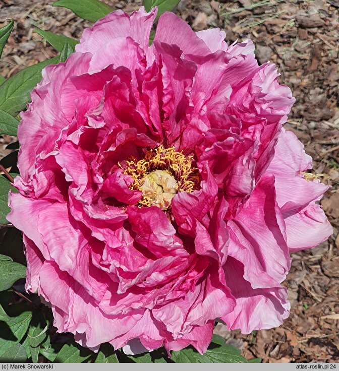 Paeonia ×suffruticosa Ofujinishiki