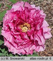 Paeonia suffruticosa Ofujinishiki