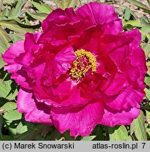 Paeonia suffruticosa Shimadaijin