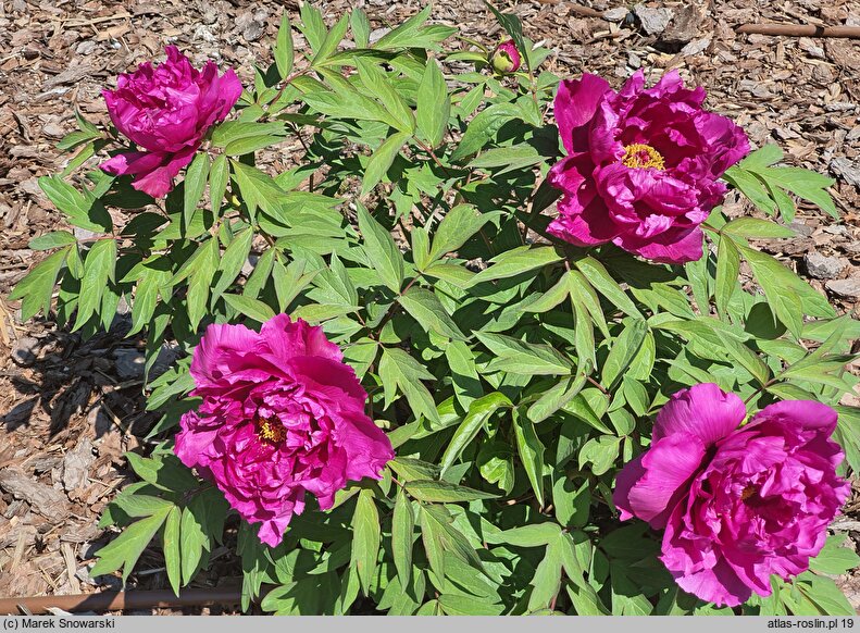 Paeonia suffruticosa Shimadaijin