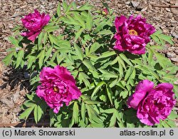 Paeonia suffruticosa Shimadaijin