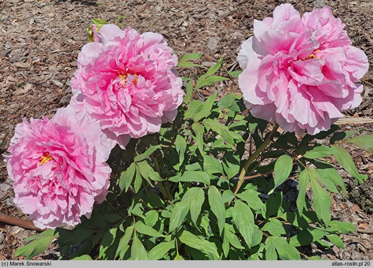 Paeonia suffruticosa Koukijishi