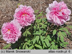 Paeonia ×suffruticosa Koukijishi