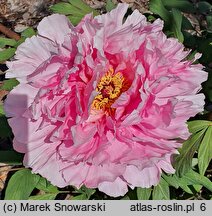 Paeonia suffruticosa Koukijishi