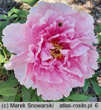 Paeonia suffruticosa Koukijishi