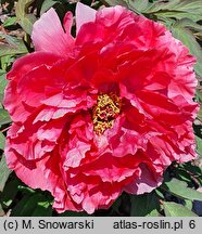Paeonia ×suffruticosa Shunkoju