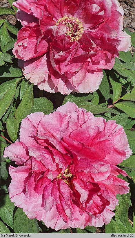 Paeonia ×suffruticosa Shunkoju