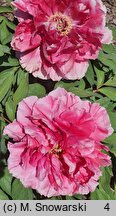 Paeonia suffruticosa Shunkoju