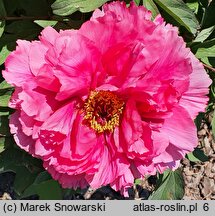 Paeonia ×suffruticosa Shunkoju