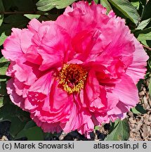 Paeonia suffruticosa Shunkoju