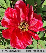 Paeonia ×suffruticosa Hoki