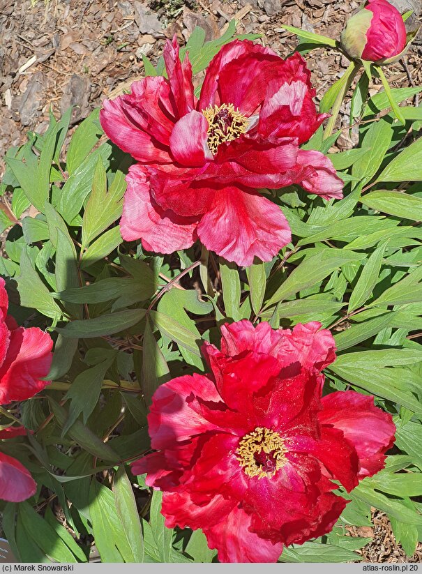 Paeonia ×suffruticosa Hoki
