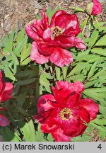 Paeonia ×suffruticosa Hoki