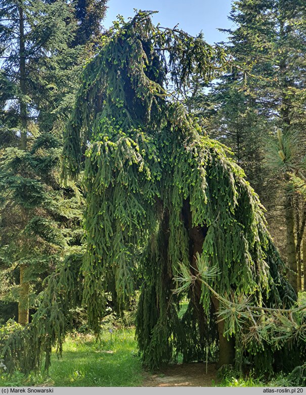 Picea abies Pendula