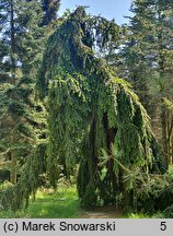 Picea abies Pendula