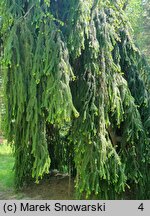 Picea abies Pendula