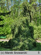 Picea abies Pendula