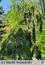 Picea abies Pendula