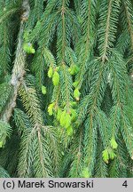 Picea abies Pendula