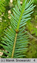 Picea jezoensis (świerk ajański)