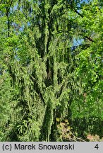 Picea abies Krasickiana