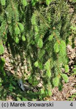 Picea abies Krasickiana