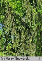 Picea abies Krasickiana