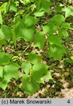 Acer davidii ssp. grosseri (klon Grossera)