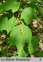 Acer davidii ssp. grosseri (klon Grossera)