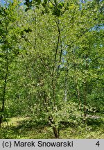 Halesia tetraptera var. monticola