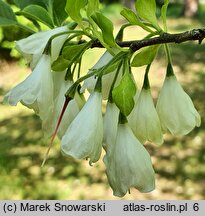 Halesia tetraptera var. monticola