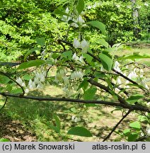 Halesia tetraptera var. monticola