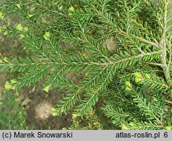 Tsuga canadensis Microphylla