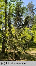 Tsuga canadensis Microphylla