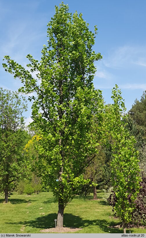 Liriodendron tulipifera Fastigiatum