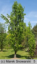 Liriodendron tulipifera Fastigiatum