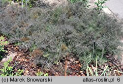 Foeniculum vulgare Purpureum