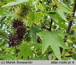 Liquidambar styraciflua (ambrowiec amerykański)