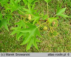 Liquidambar styraciflua (ambrowiec amerykański)