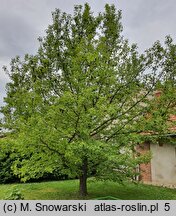 Liquidambar styraciflua (ambrowiec amerykański)