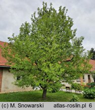 Liquidambar styraciflua (ambrowiec amerykański)