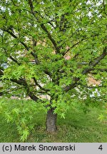 Liquidambar styraciflua (ambrowiec amerykański)