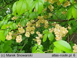 Ulmus minor (wiąz pospolity)