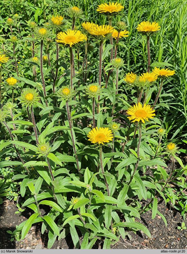 Inula hirta (oman szorstki)