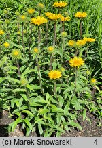 Inula hirta (oman szorstki)