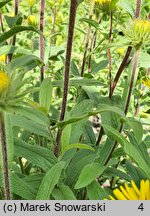 Inula hirta (oman szorstki)